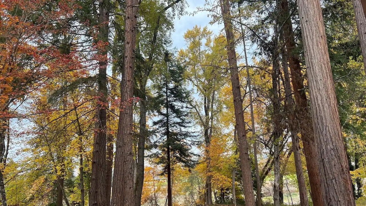 Photo of Others in Redwood