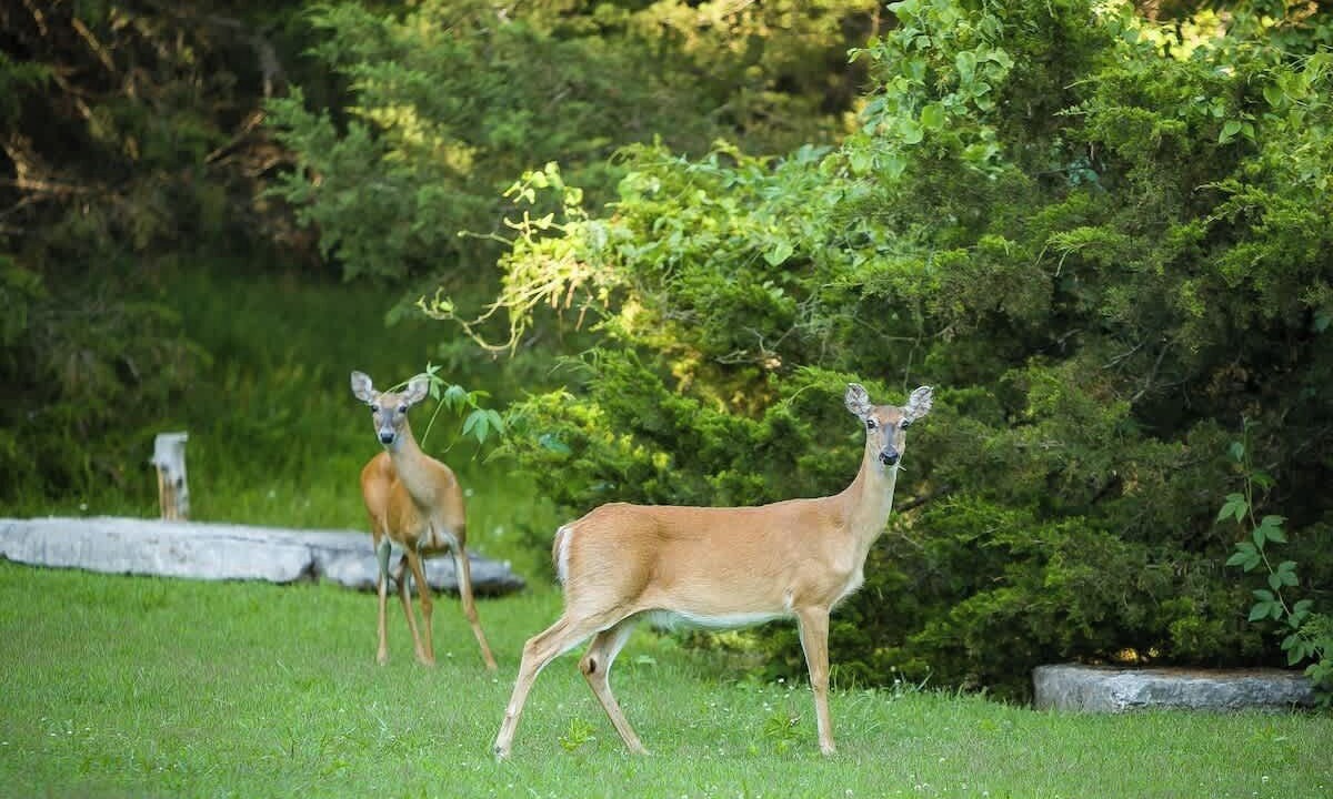 Photo of Others in Garfield