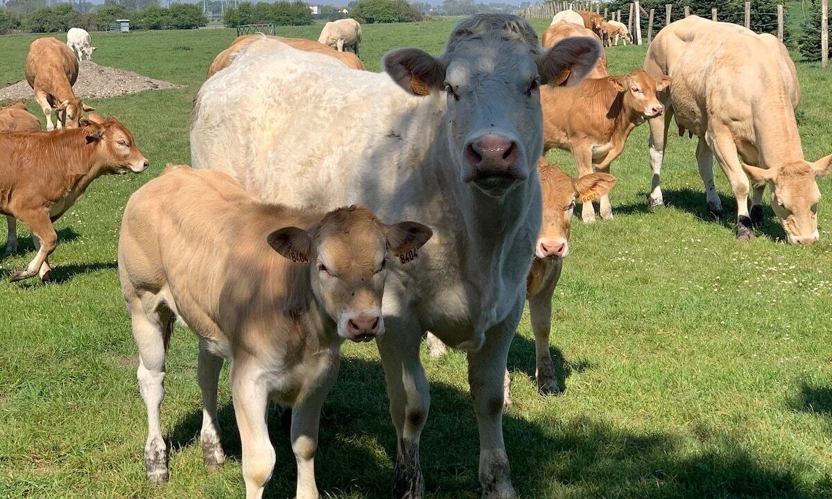 Photo of Others in Les Attaques