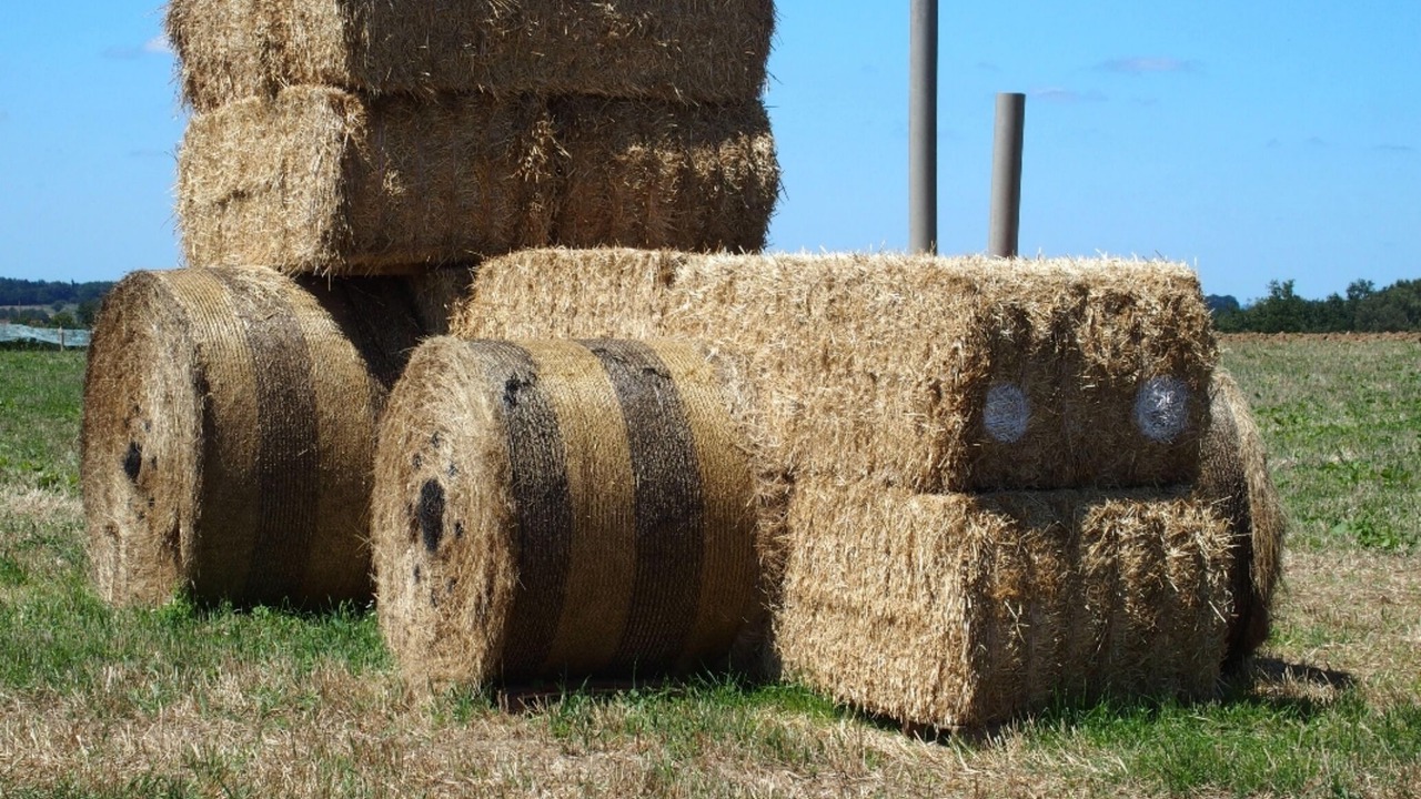 Photo of Others in Marval