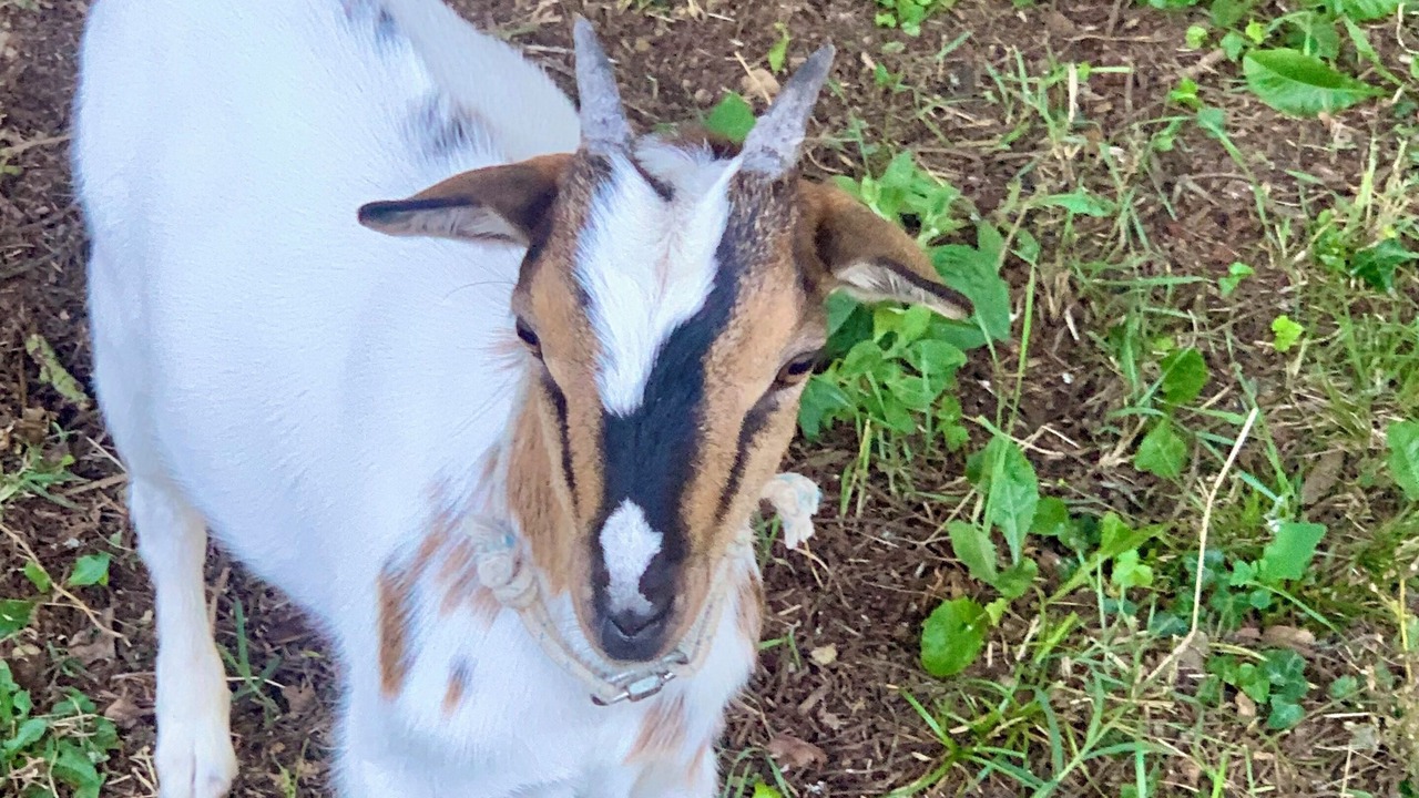 Photo of Others in Saint-Romans