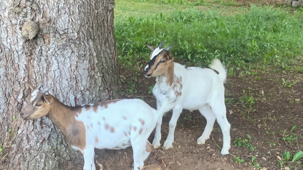 Photo of Others in Saint-Romans