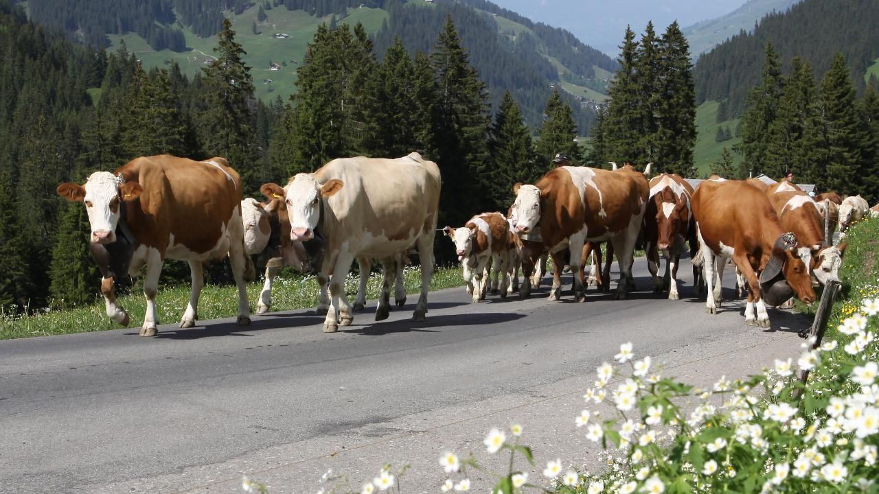 Photo of Others in Frutigen