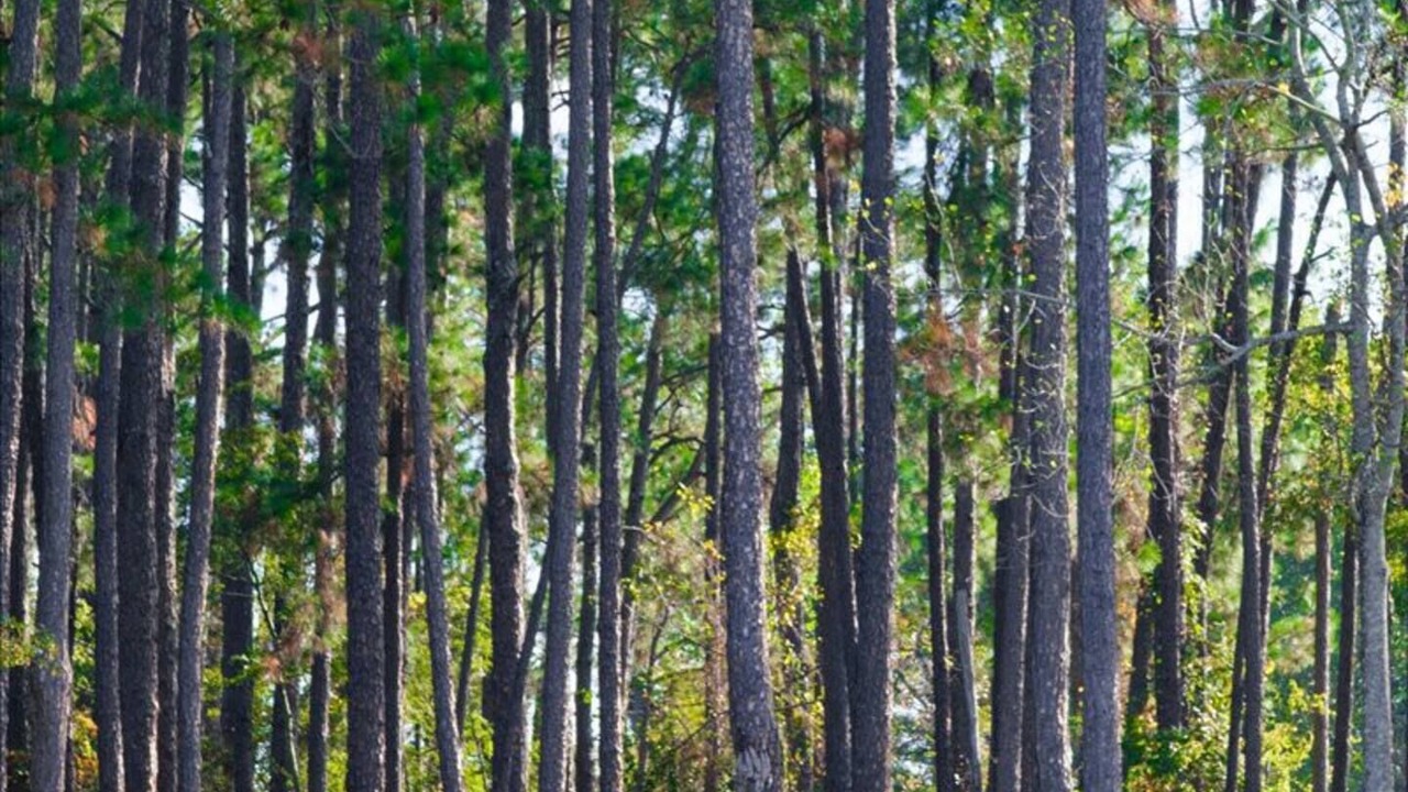 Photo of Outdoor in Tifton