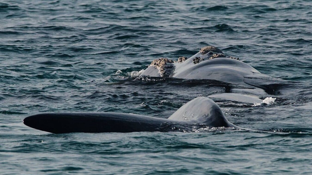 Photo of Others in Warrnambool
