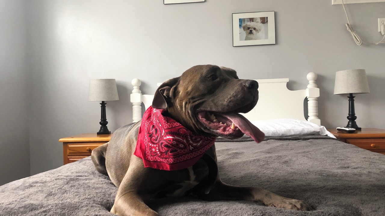 Photo of Bedroom in Saylorsburg