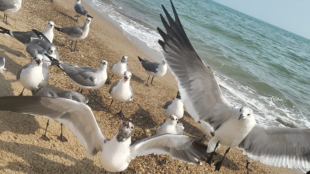 Photo of Others in North Beach