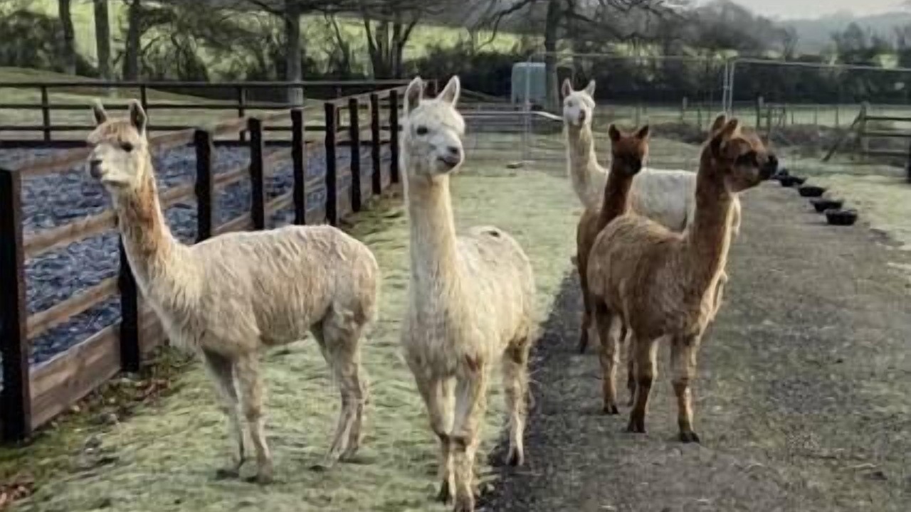 Photo of Others in Ryde