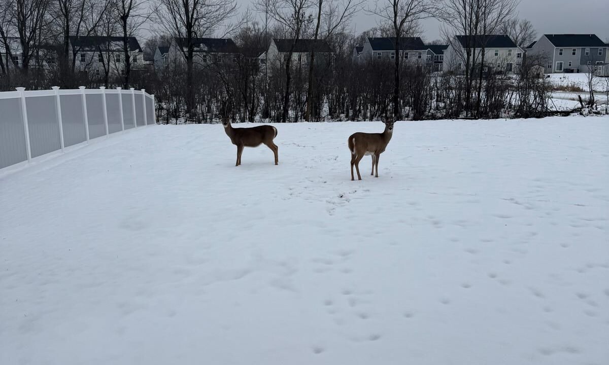 Photo of Others in West Seneca