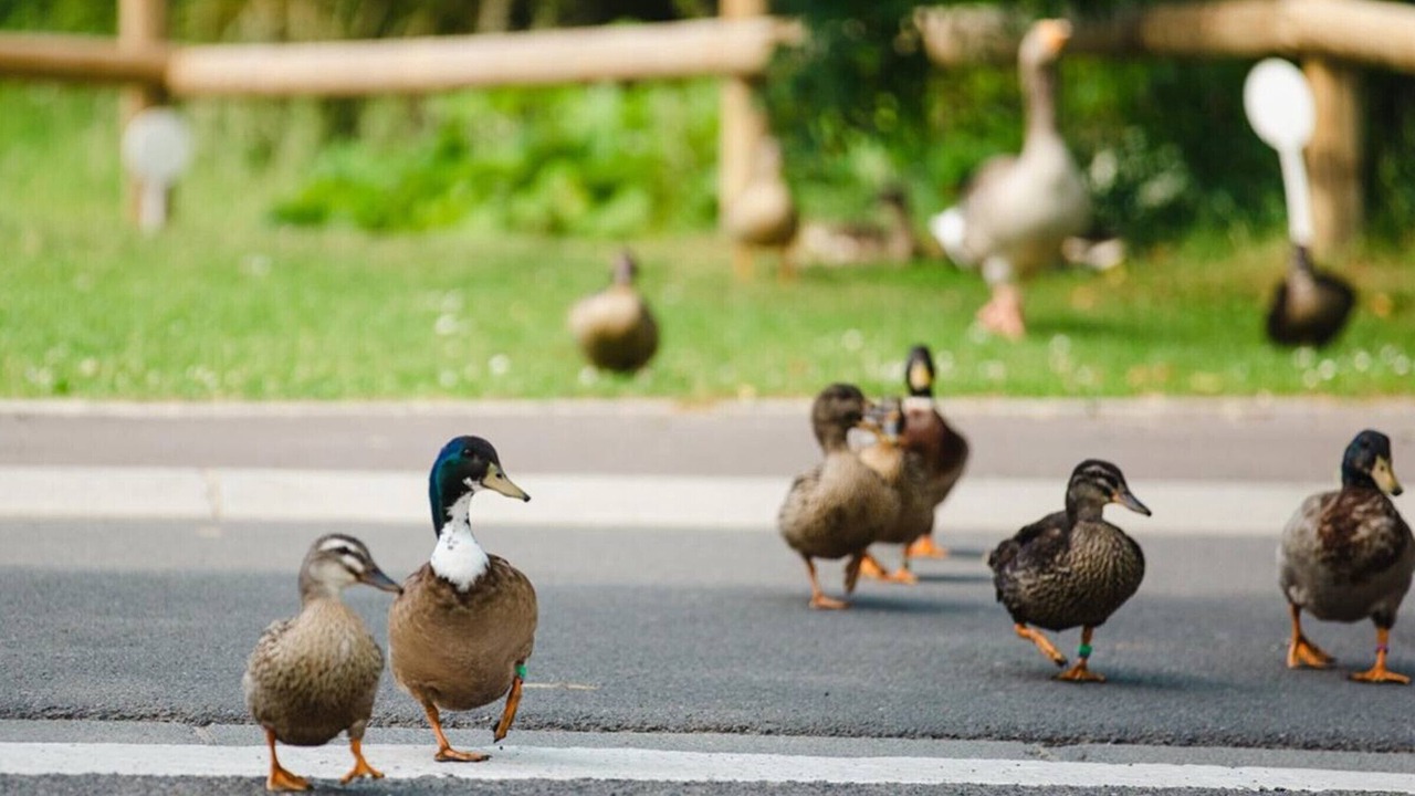 Photo of Others in Le Home