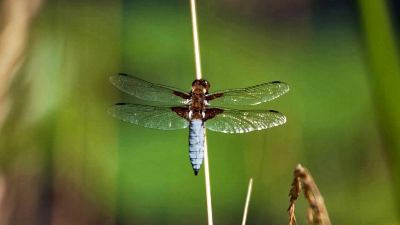 Photo of Others in Gaillac-Toulza