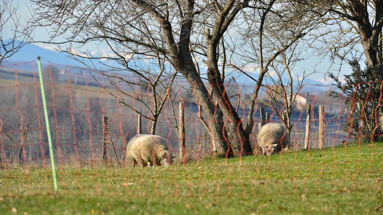 Photo of Others in Gaillac-Toulza