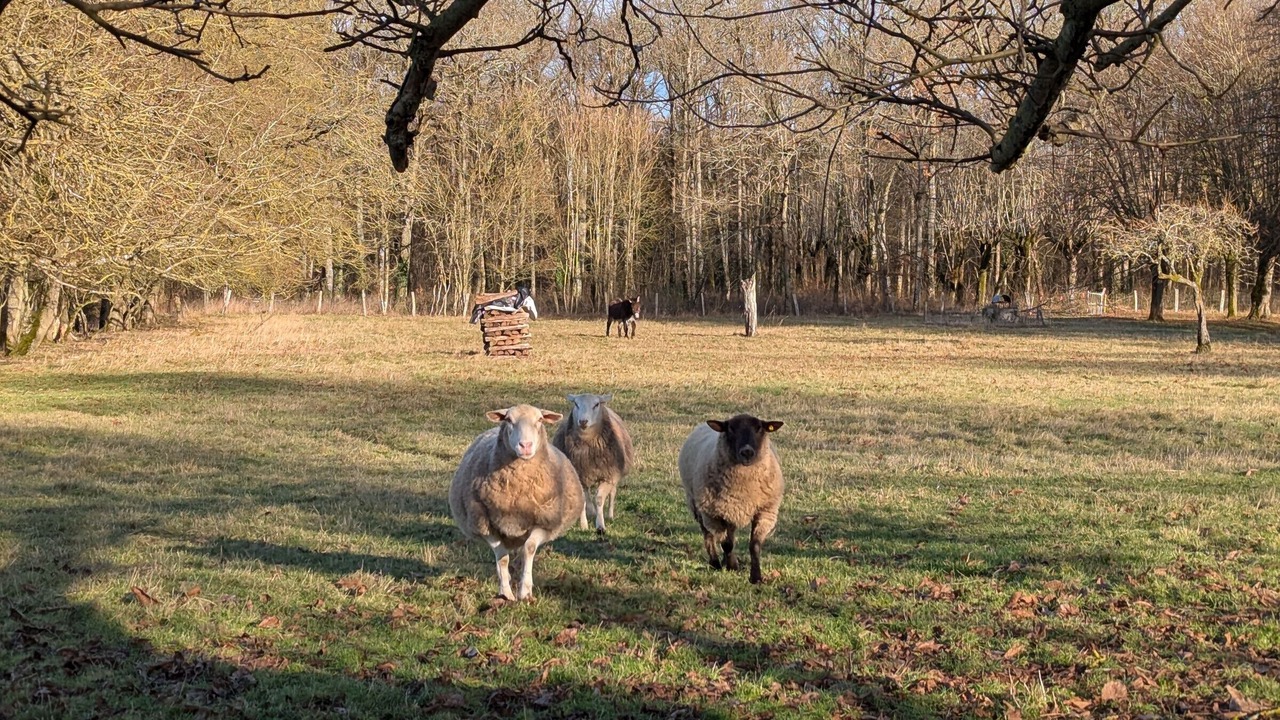 Photo of Others in Bucy-Saint-Liphard