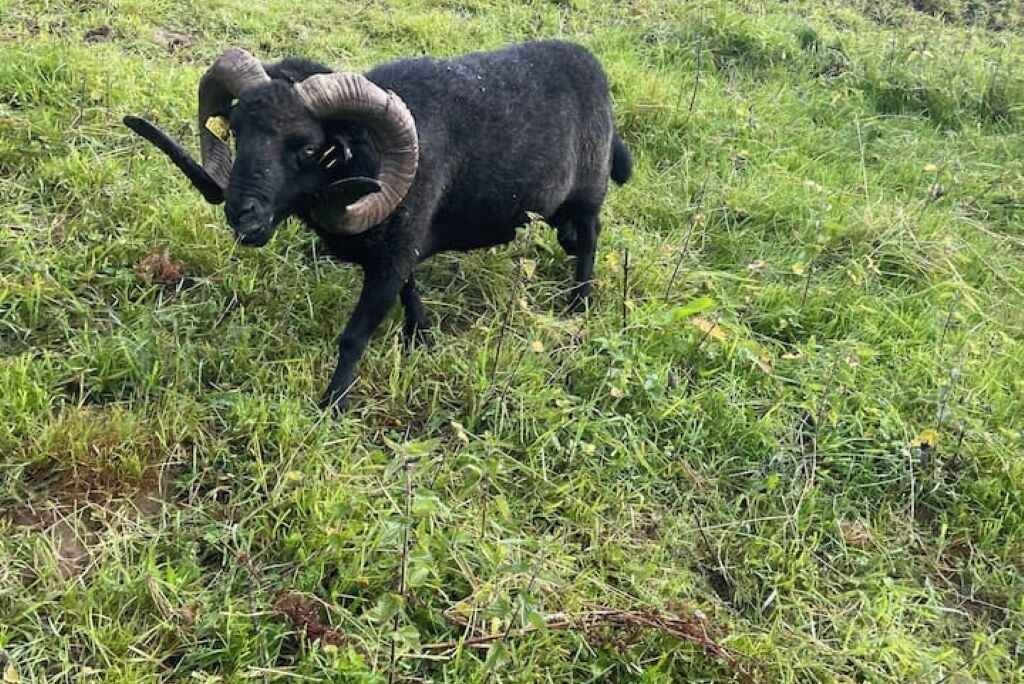 Photo of Others in Ploeuc-l'Hermitage