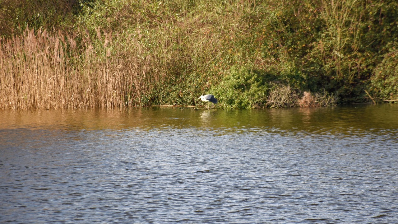 Photo of Others in Brundall