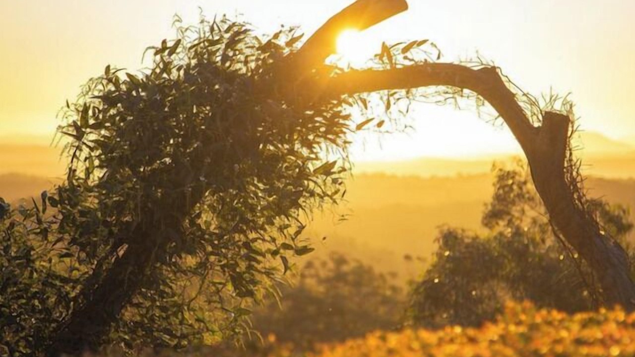 Photo of Others in Kulnura