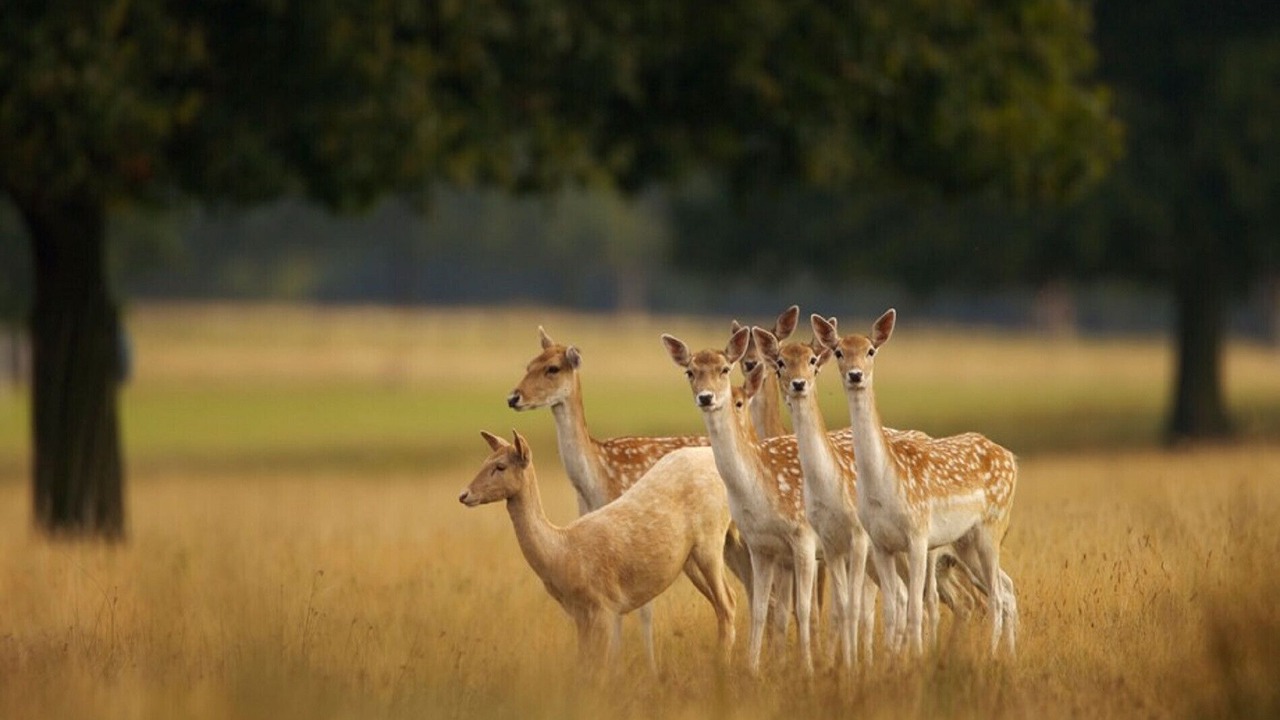 Photo of Others in Perth