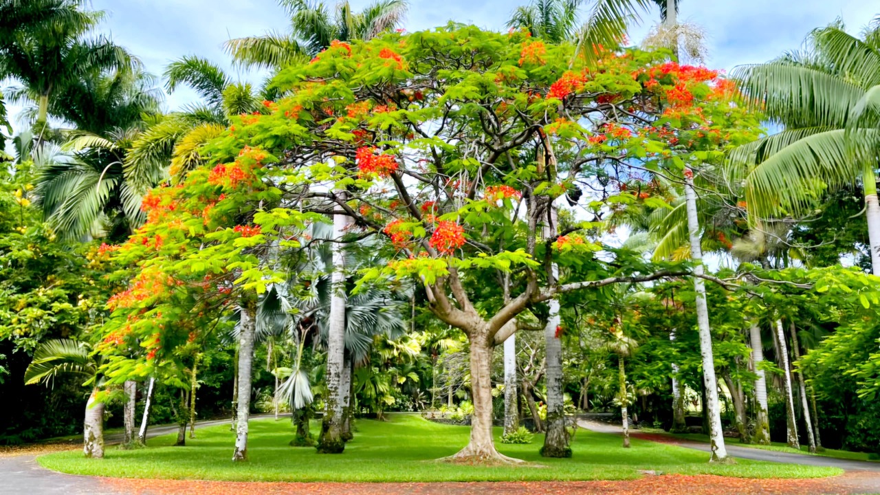 Photo of Others in Hakalau