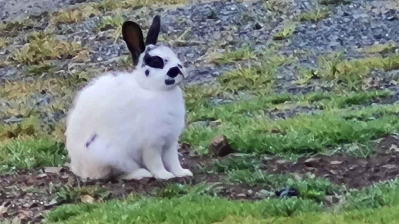 Photo of Others in Rainbow Flat