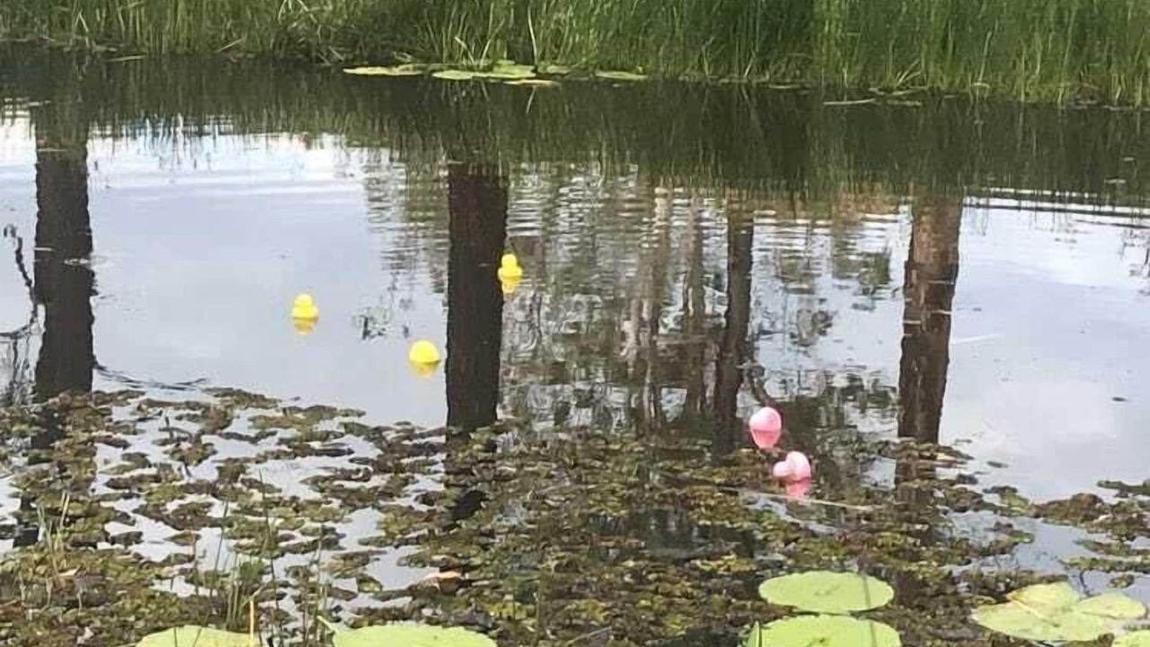 Photo of Others in Rainbow Flat