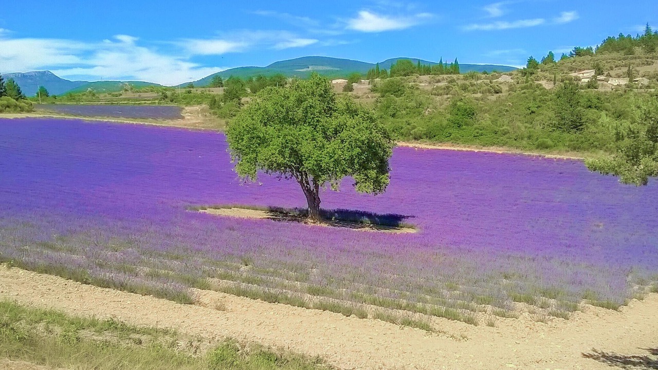 Photo of Others in Malemort-du-Comtat