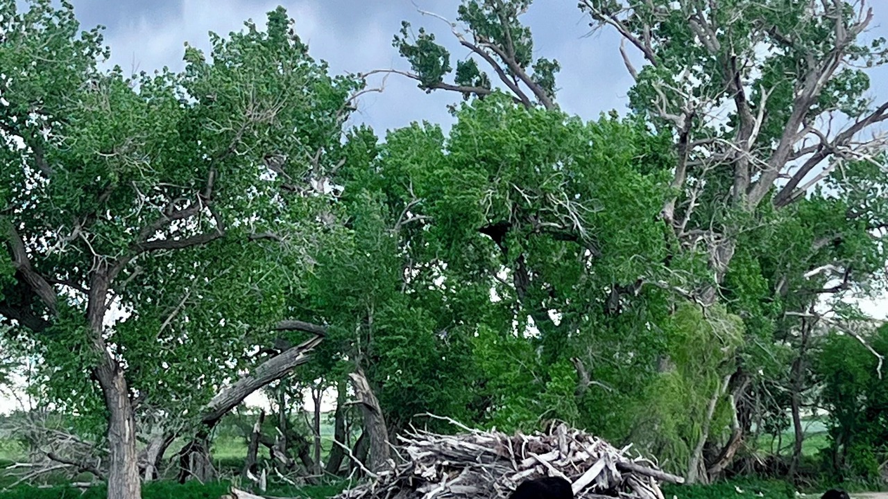 Photo of Others in Wray