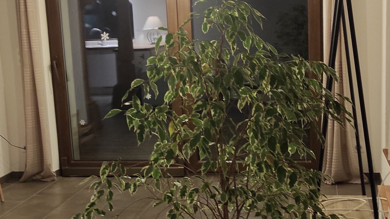 Photo of Others in Langensoultzbach