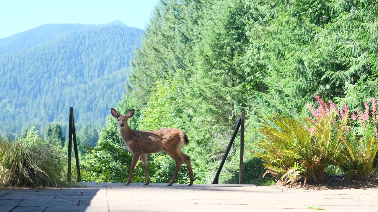 Photo of Outdoor in Welches