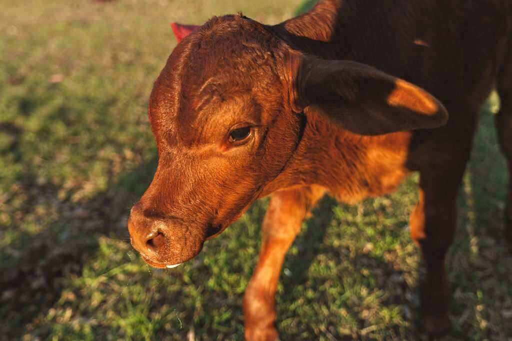 Photo of Others in Tamborine