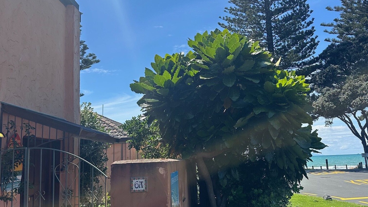 Photo of Outdoor in Orewa