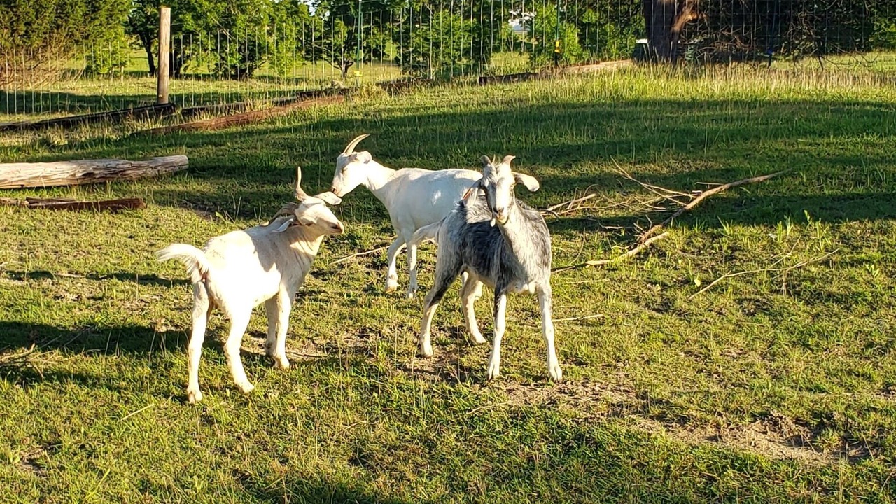 Photo of Others in Sherman
