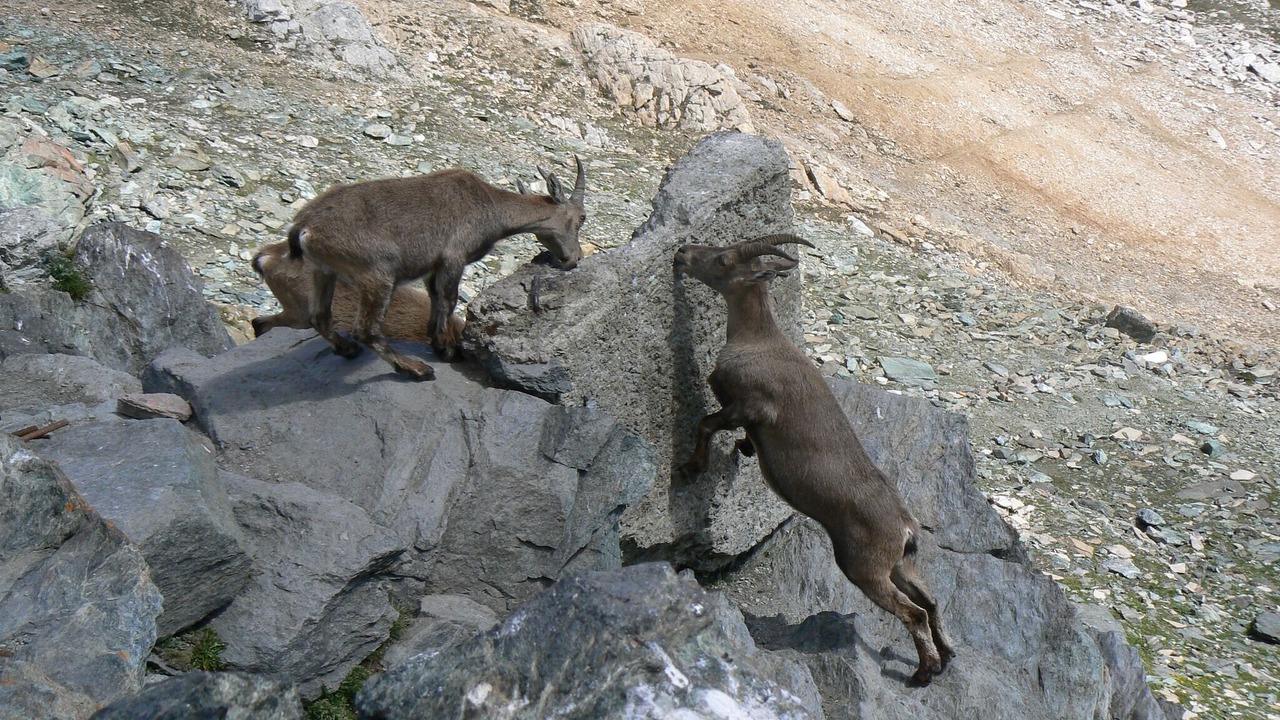 Photo of Others in Saas Grund
