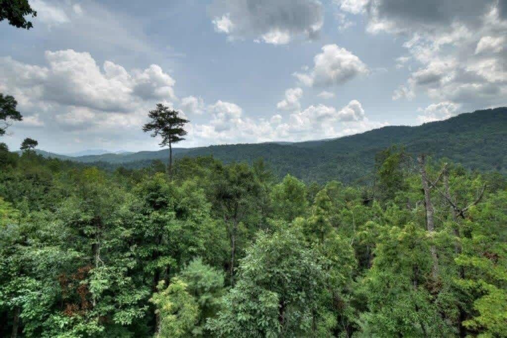 Photo of Others in Cherry Log