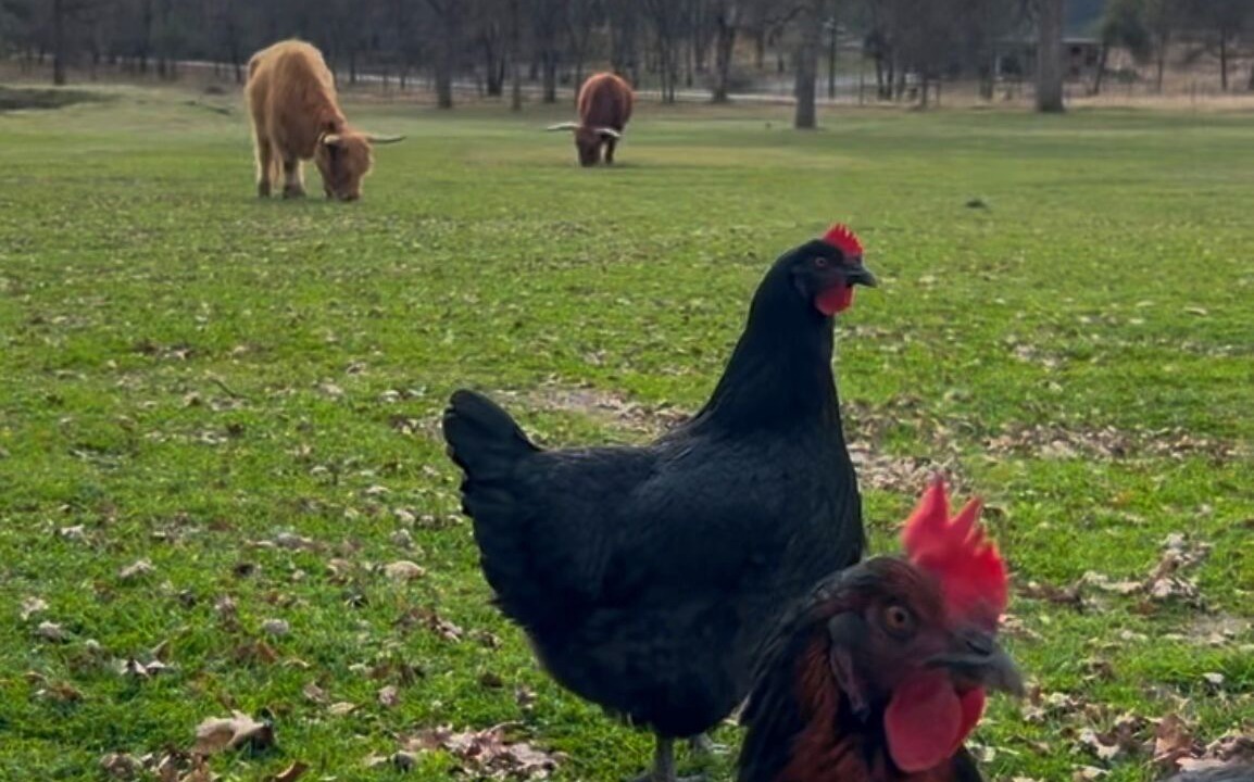 Photo of Others in Apple Hill