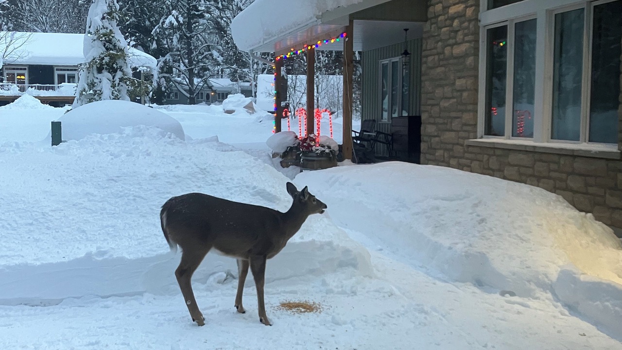 Photo of Others in Gravenhurst