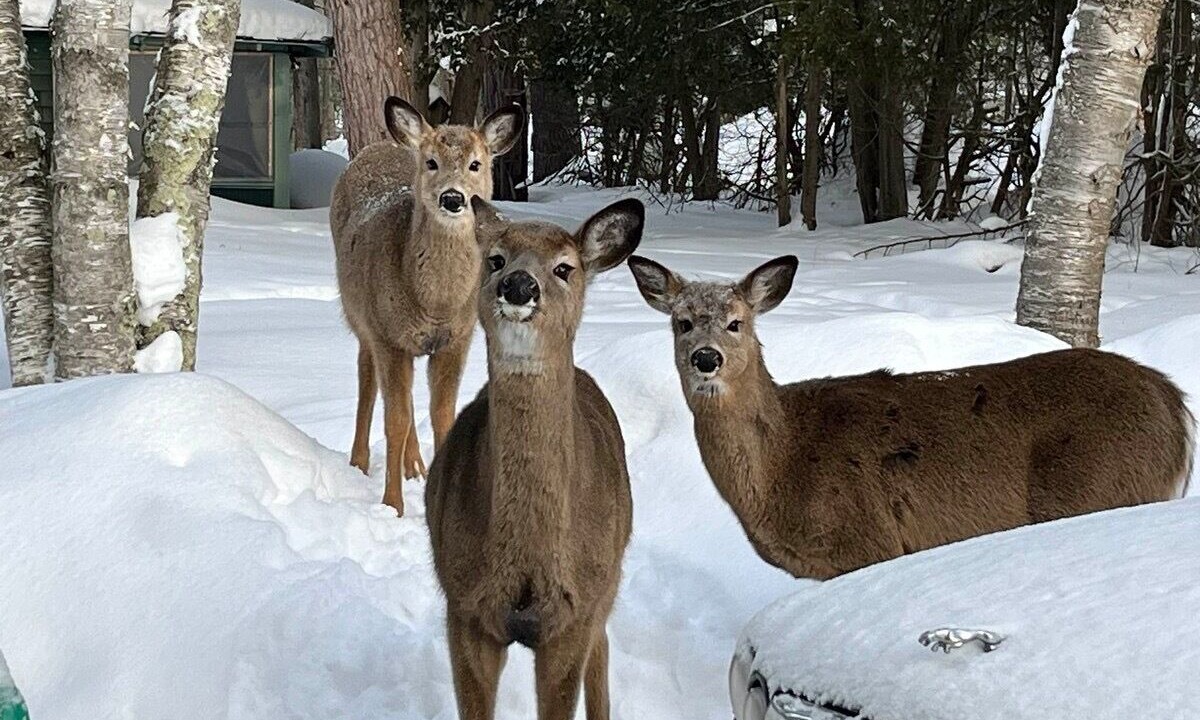 Photo of Others in Gravenhurst