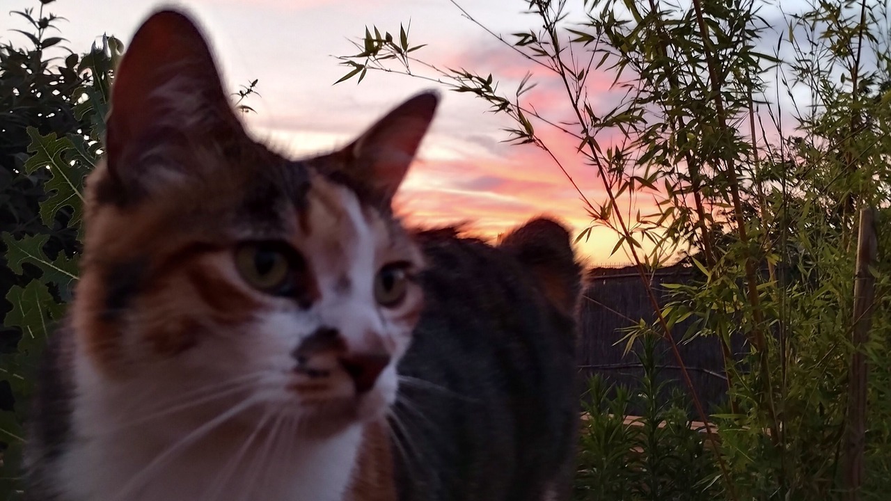 Photo of Others in Saint-Maximin-la-Sainte-Baume