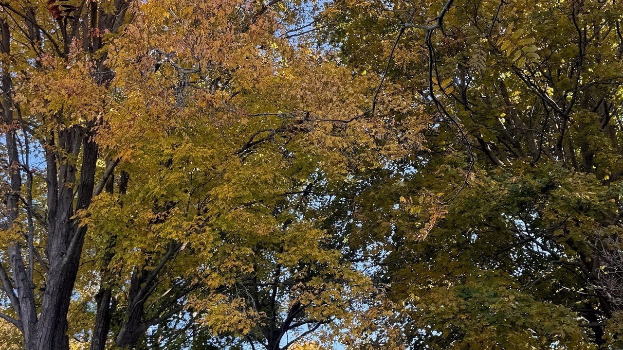 Photo of Outdoor in Willard