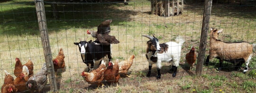 Photo of Others in Champtoceaux