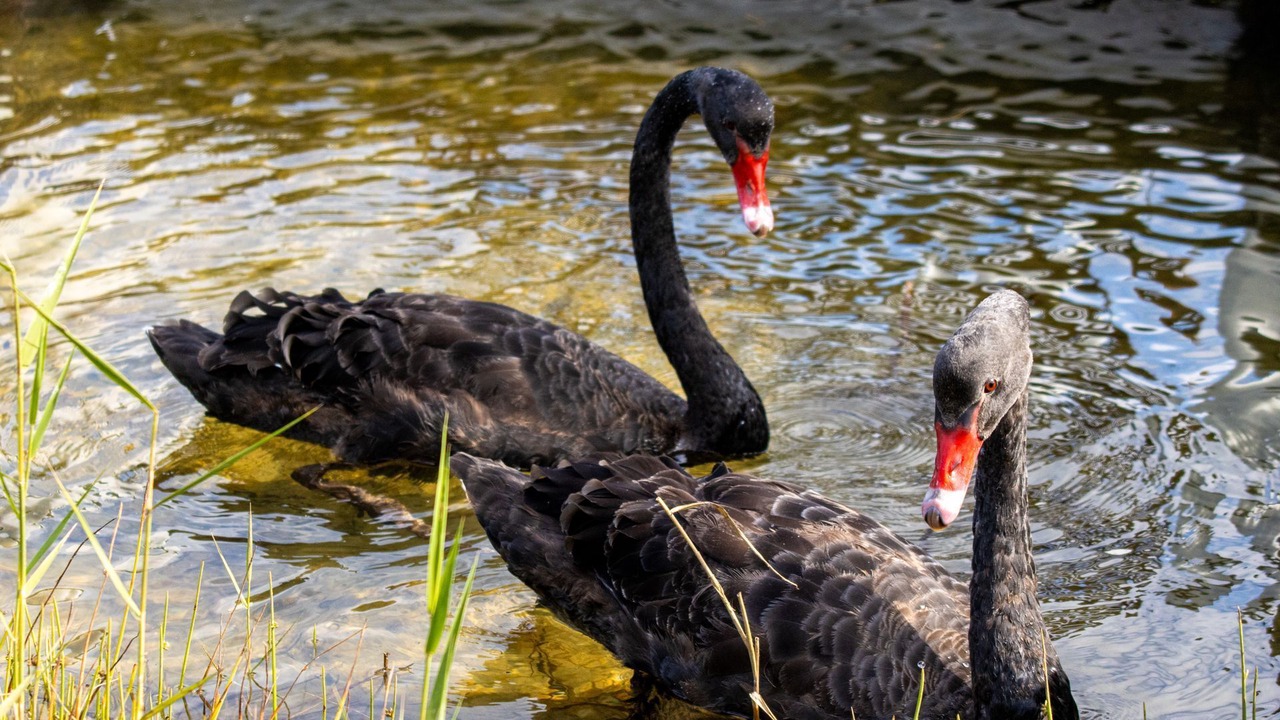 Photo of Others in Sussex Inlet