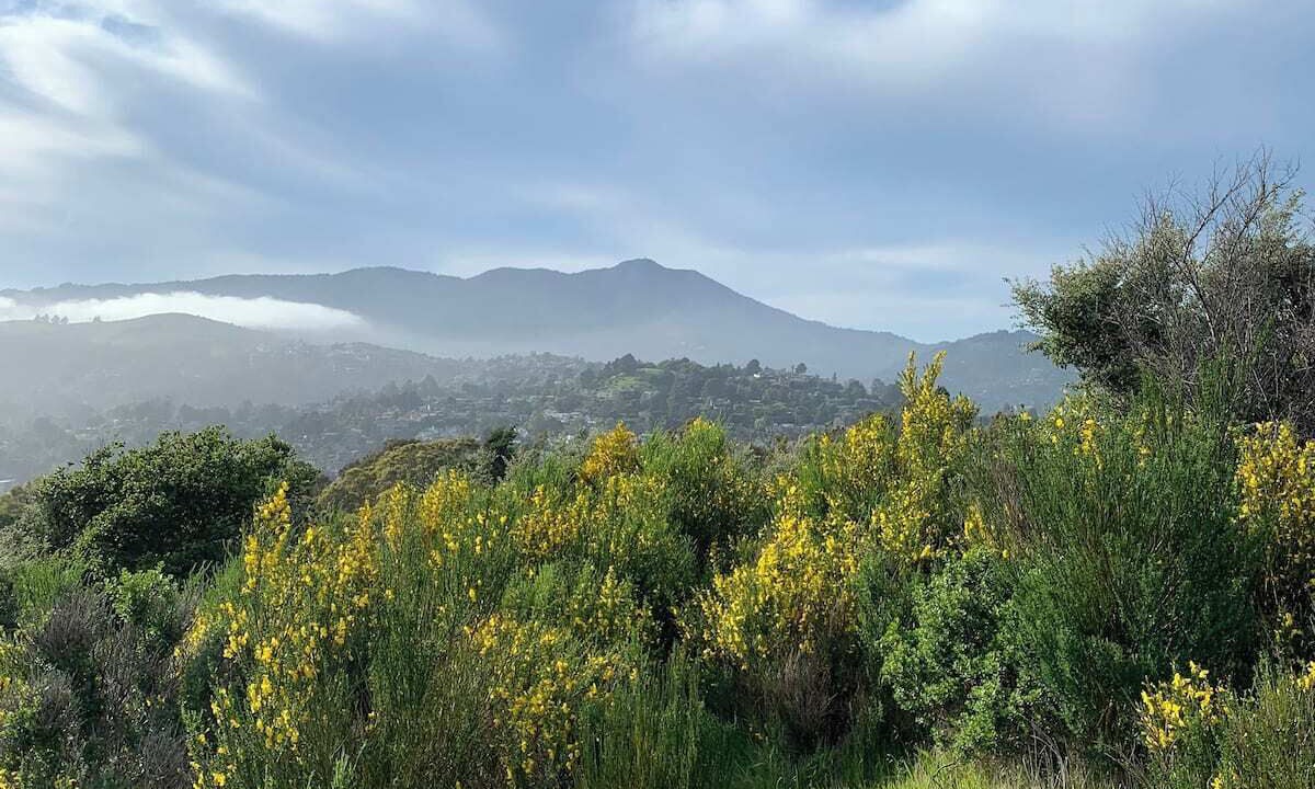 Photo of Others in Mill Valley