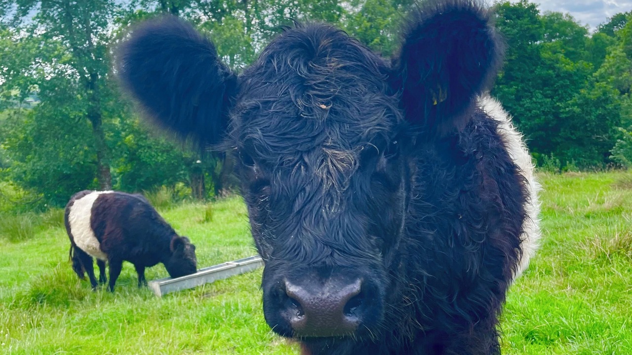 Photo of Others in Okehampton