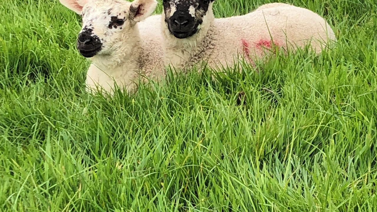 Photo of Others in Okehampton