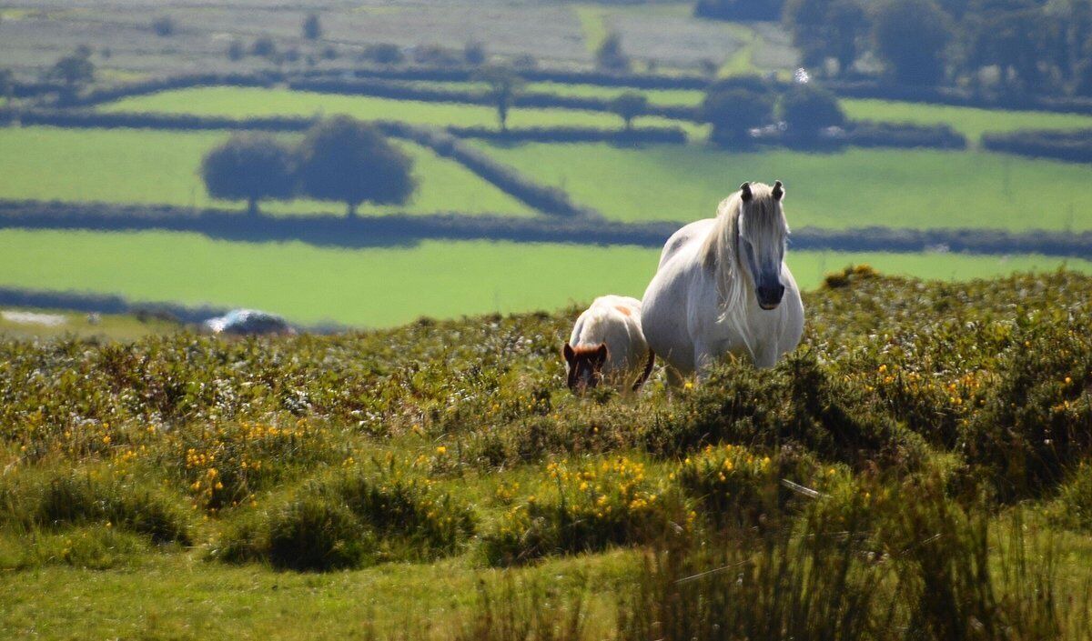 Photo of Others in Okehampton