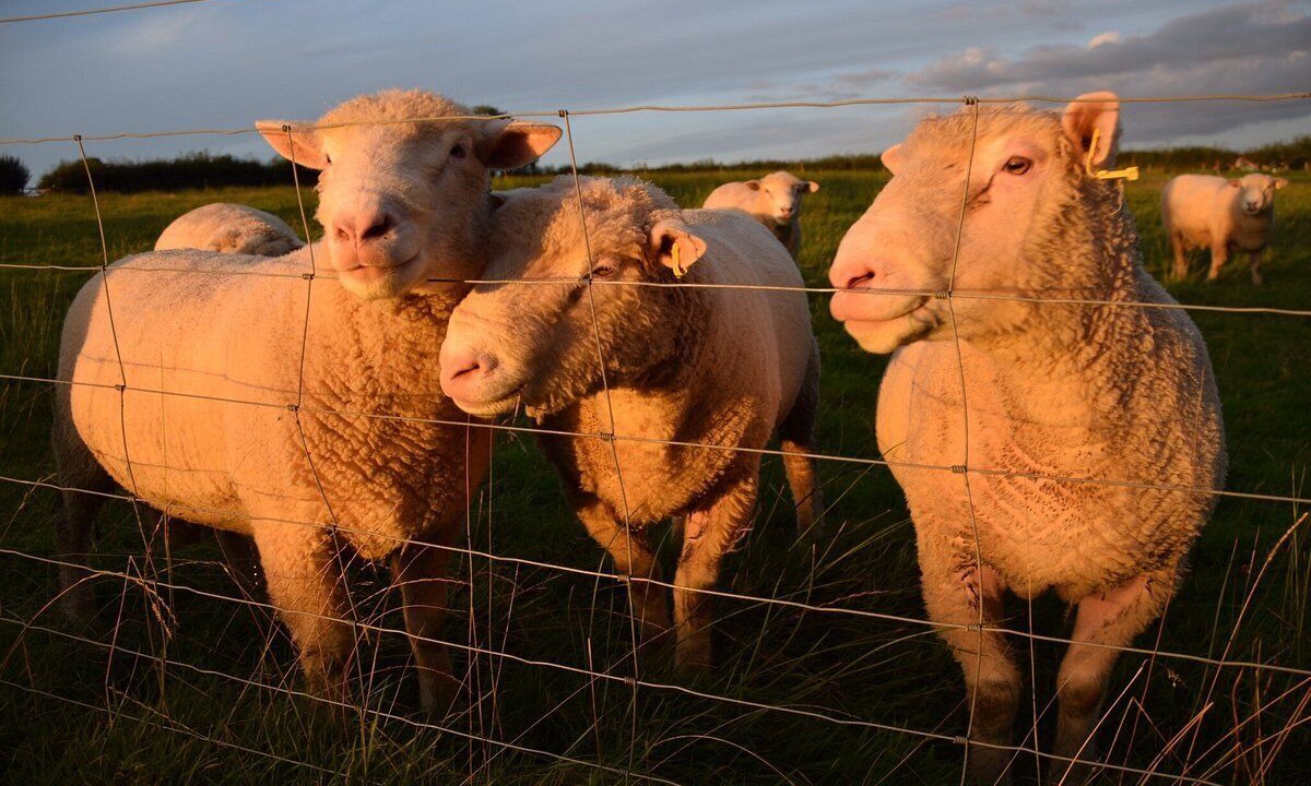 Photo of Others in Okehampton