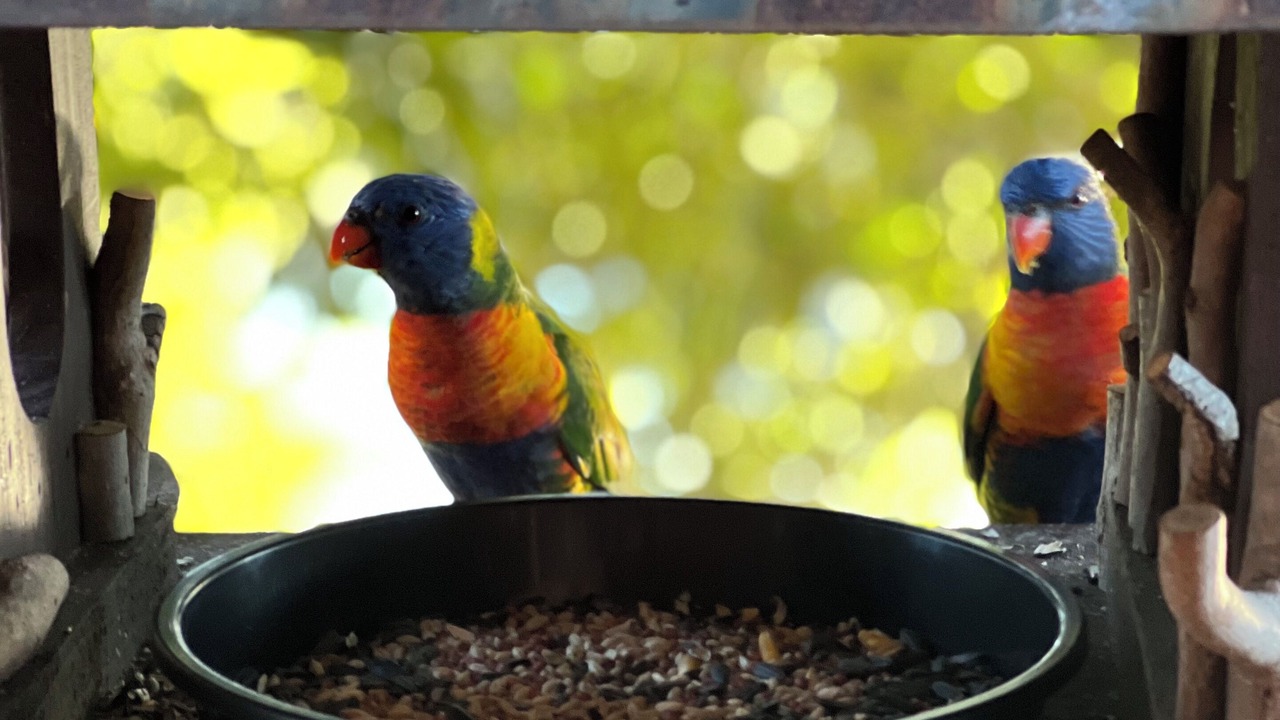 Photo of Others in Yungaburra