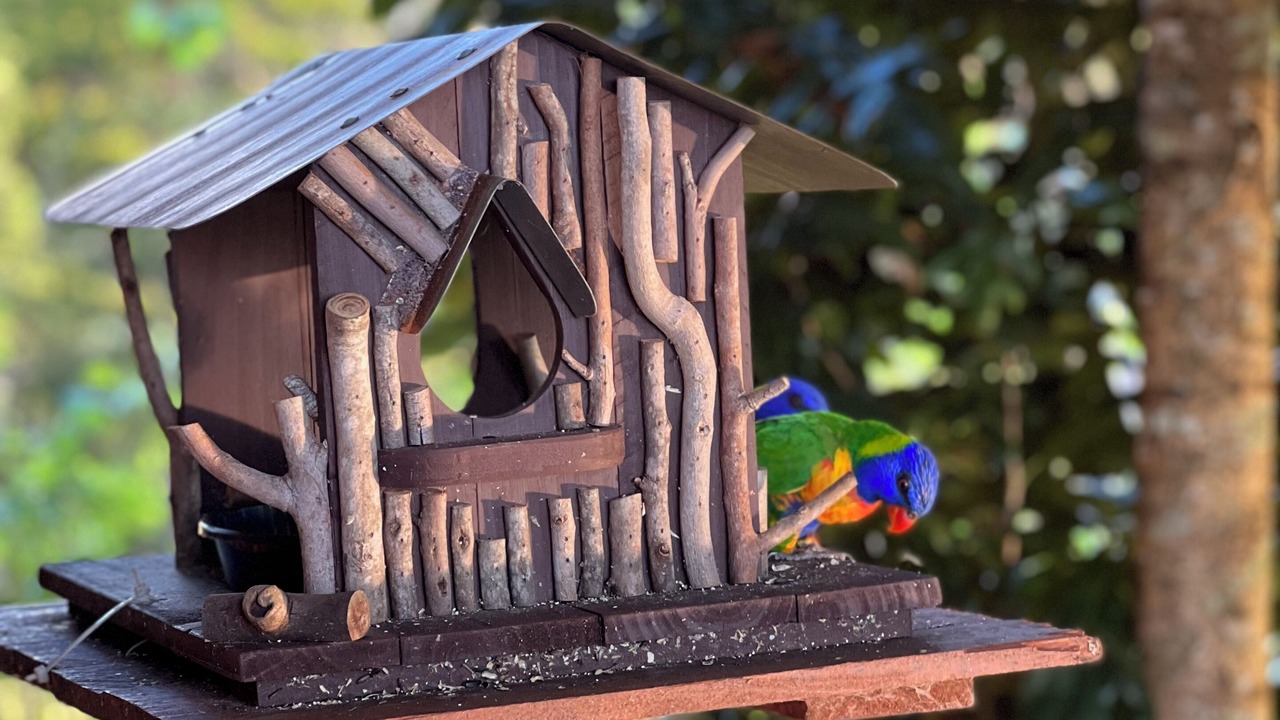 Photo of Others in Yungaburra