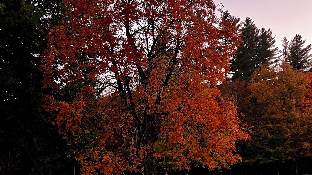 Photo of Others in Starksboro