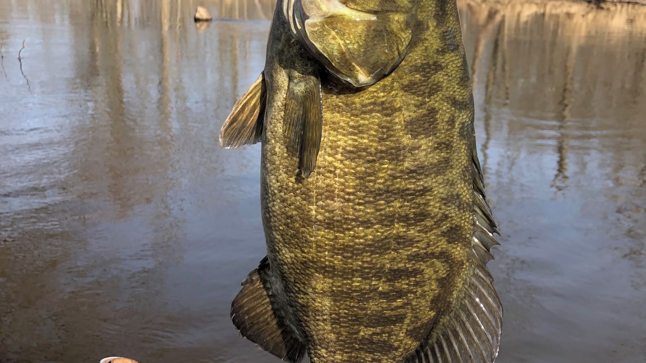 Photo of Others in South Haven
