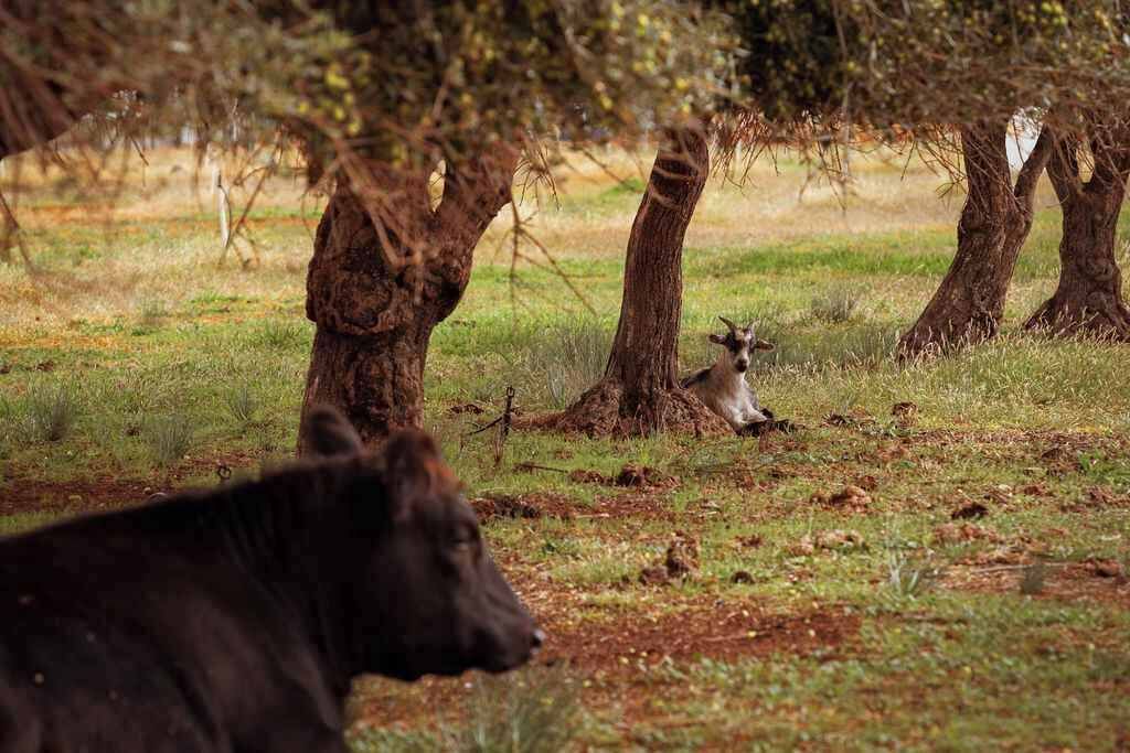 Photo of Others in Irymple